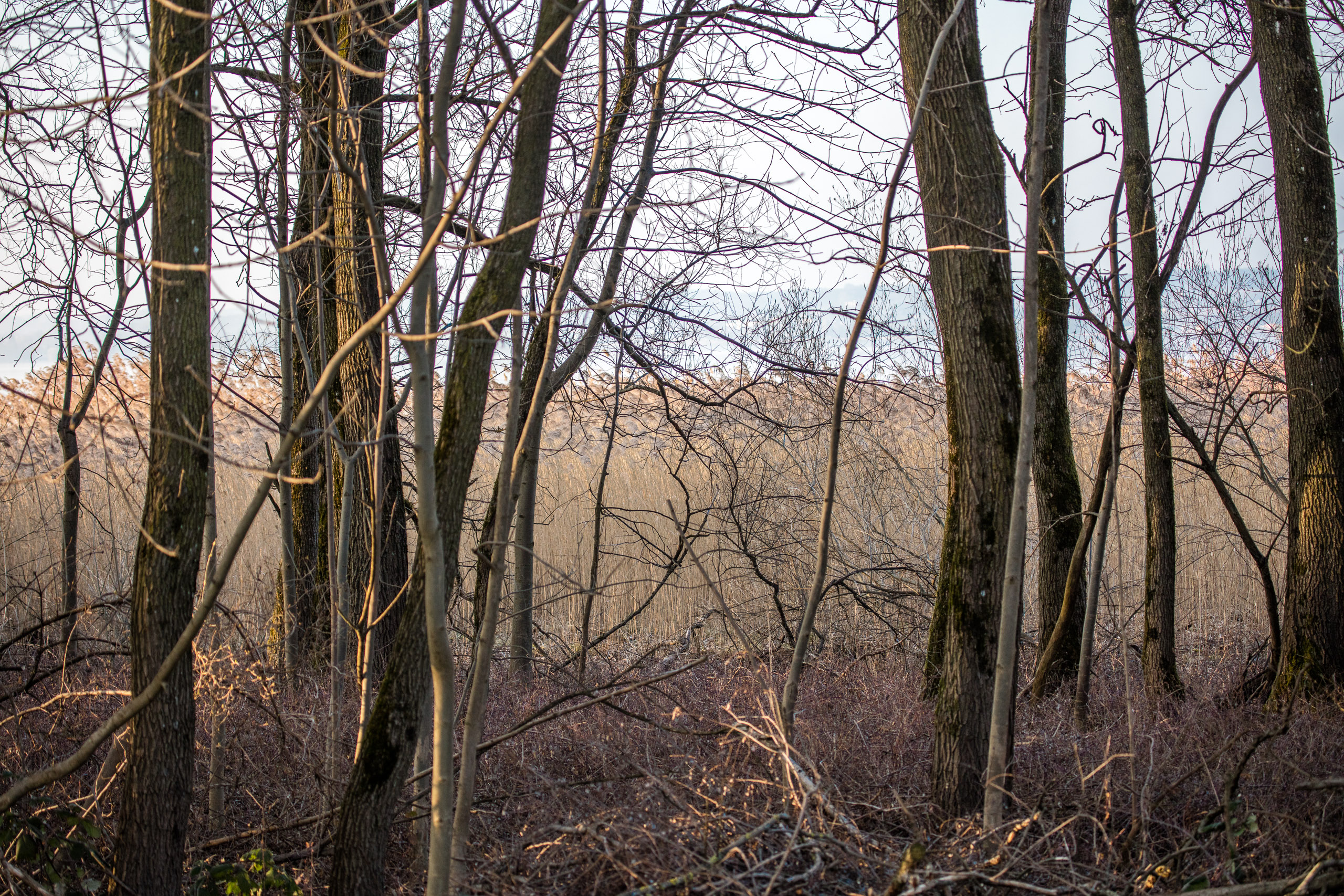 20160319173630 DP017817